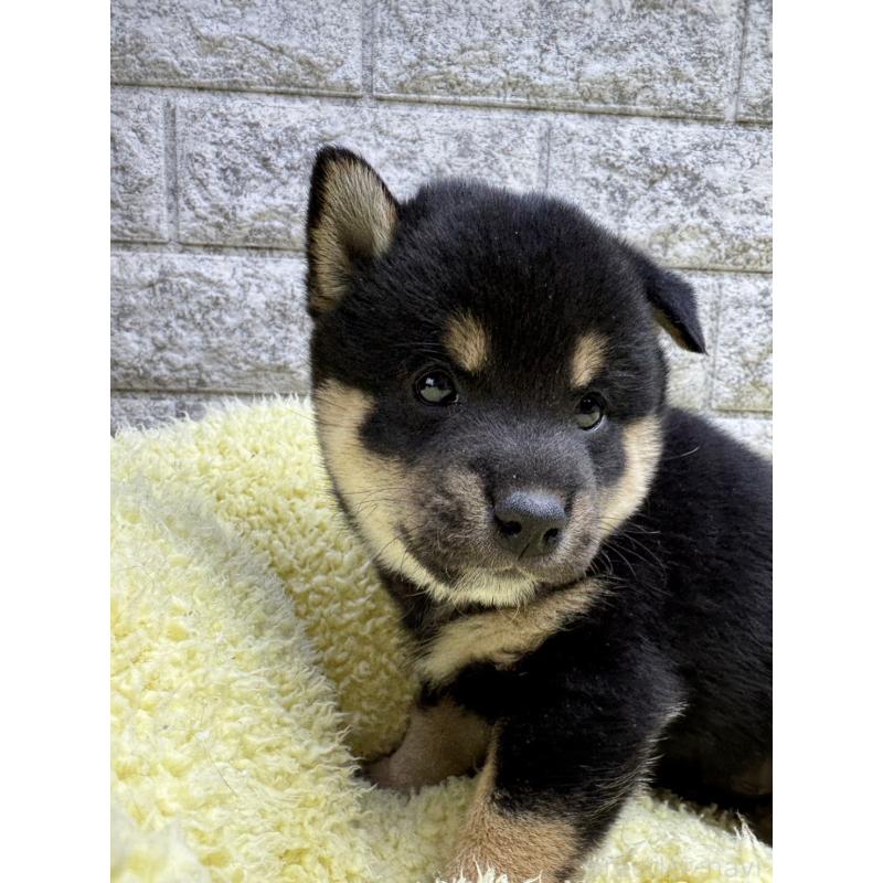 販売中の茨城県の豆柴-446898の1枚目