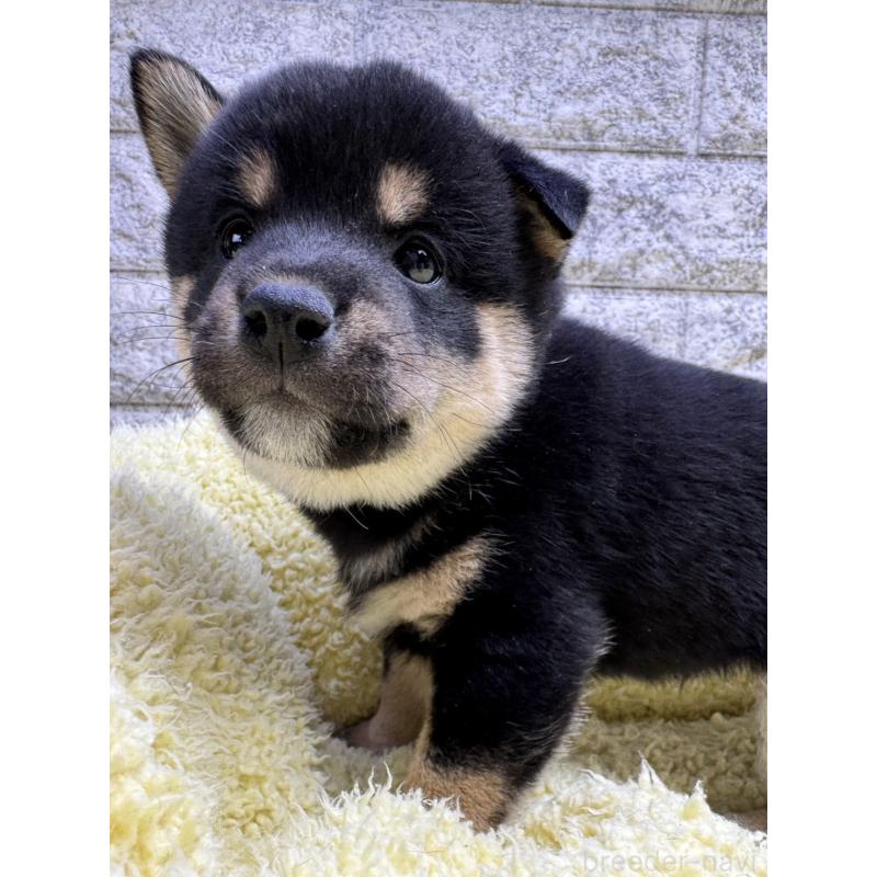 販売中の茨城県の豆柴-446898の2枚目