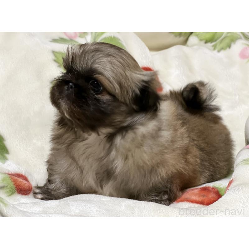 販売中の兵庫県のペキニーズ-446901の2枚目