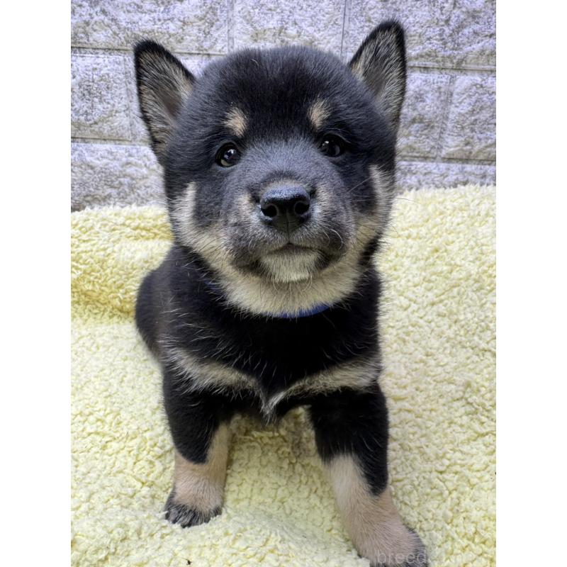 販売中の茨城県の豆柴-446900