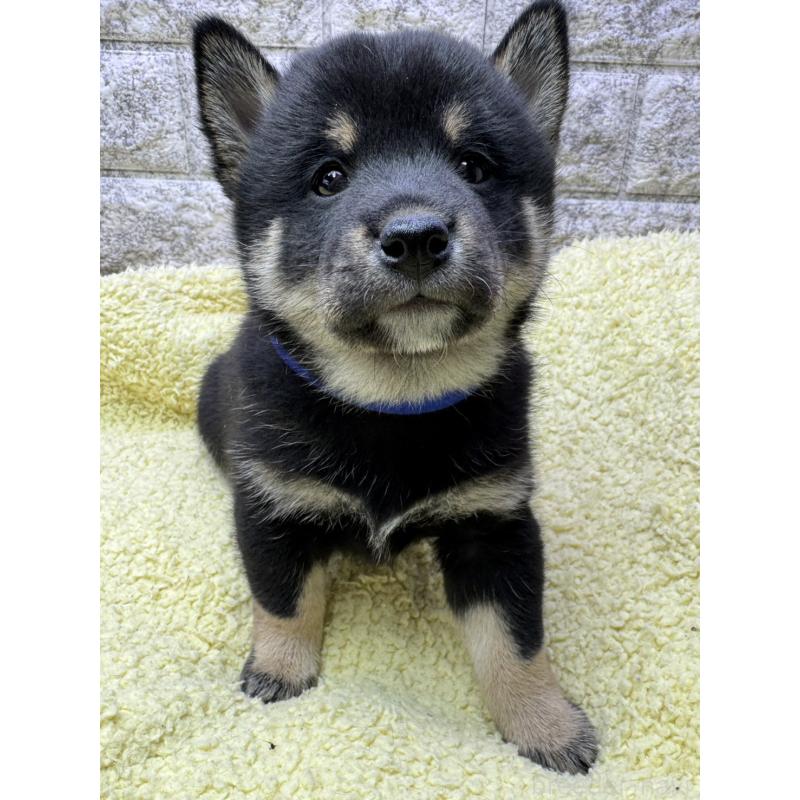 販売中の茨城県の豆柴-446900の5枚目