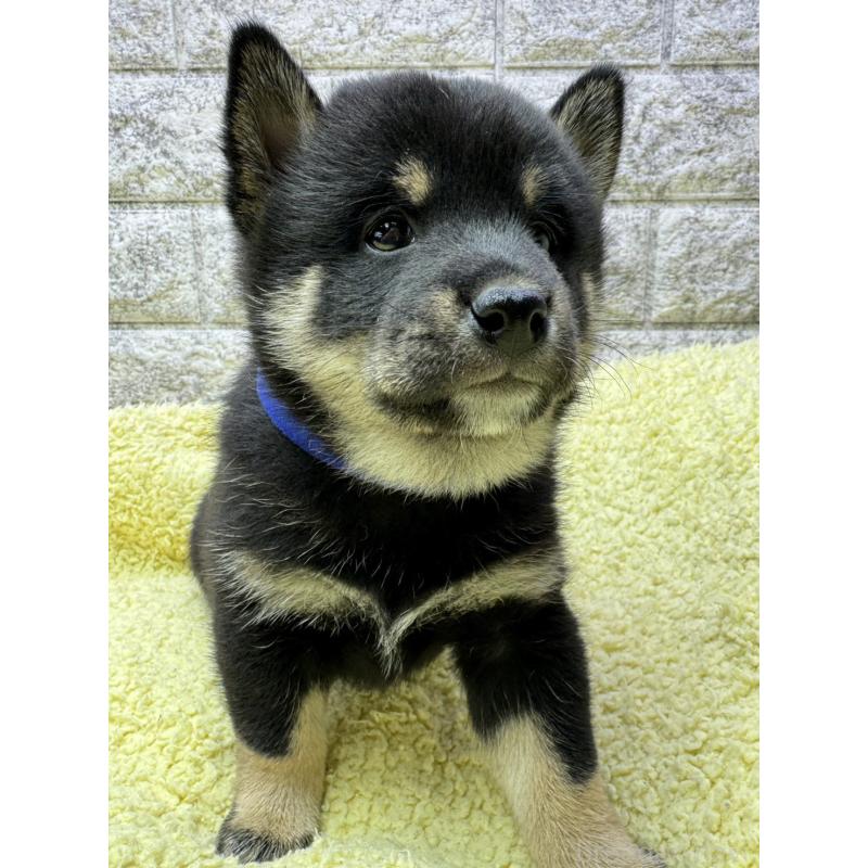 販売中の茨城県の豆柴-446900の4枚目