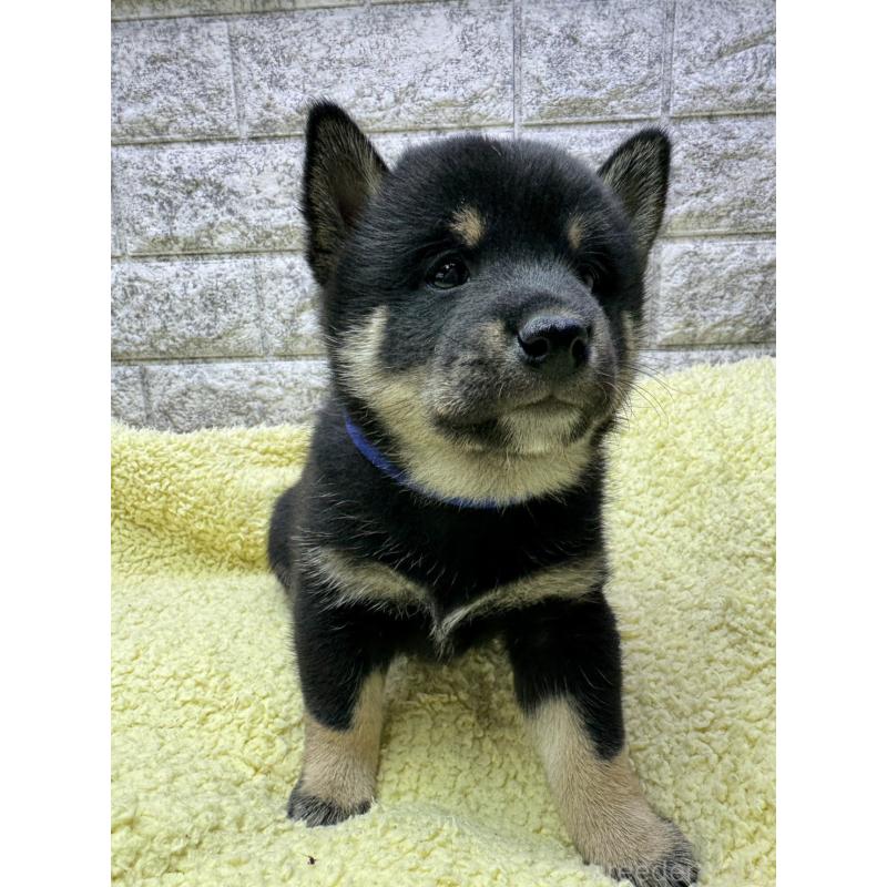 販売中の茨城県の豆柴-446900の3枚目