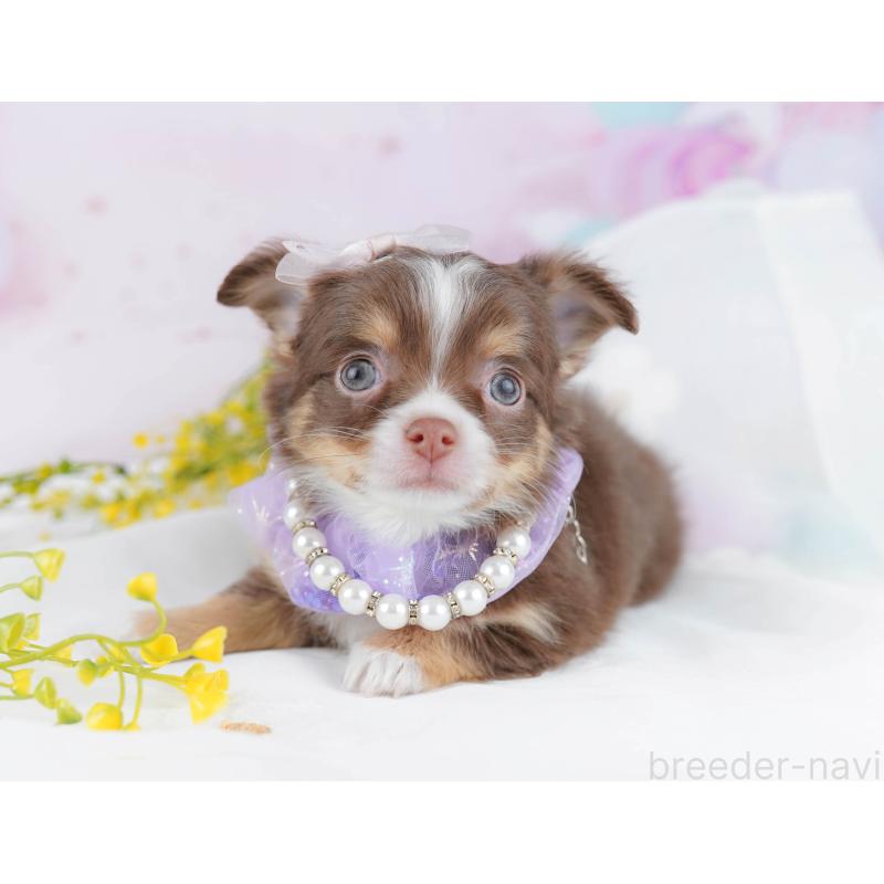 販売中の千葉県のチワワ(ロングコート)-446986の9枚目