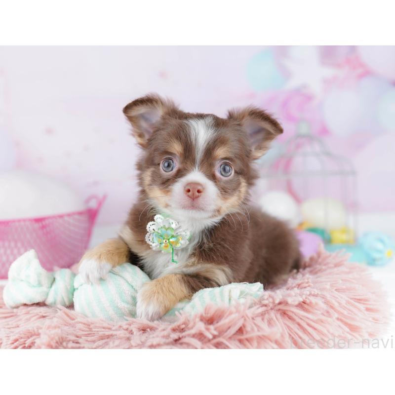 販売中の千葉県のチワワ(ロングコート)-446986の1枚目