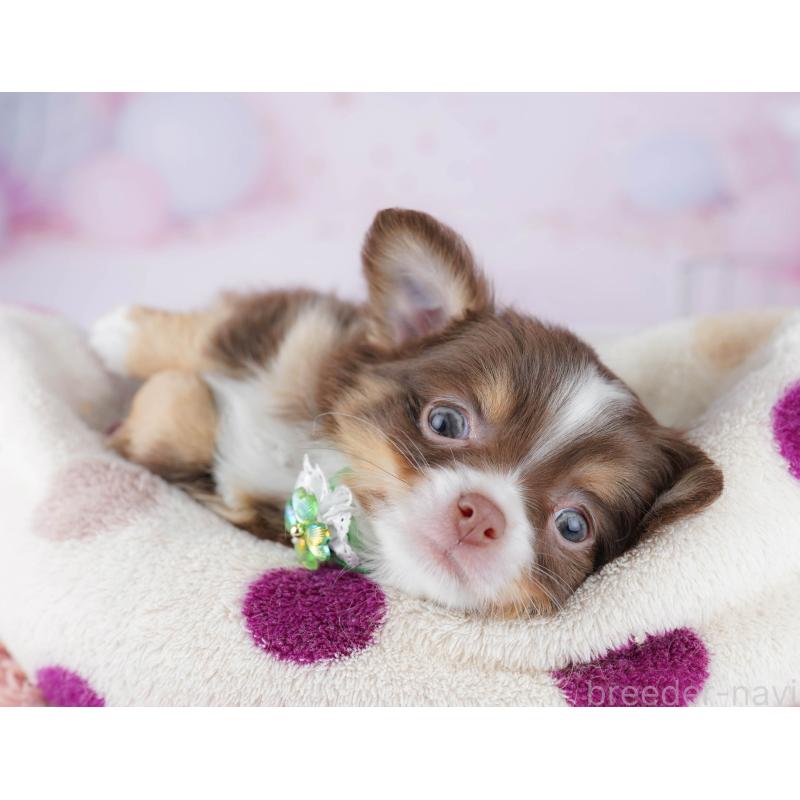 販売中の千葉県のチワワ(ロングコート)-446986の7枚目