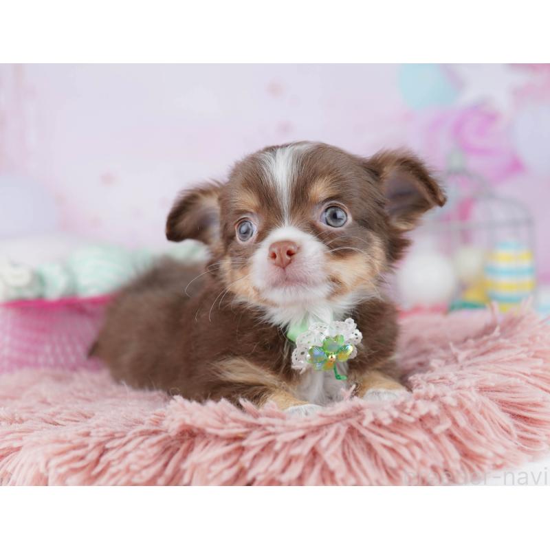 販売中の千葉県のチワワ(ロングコート)-446986の5枚目