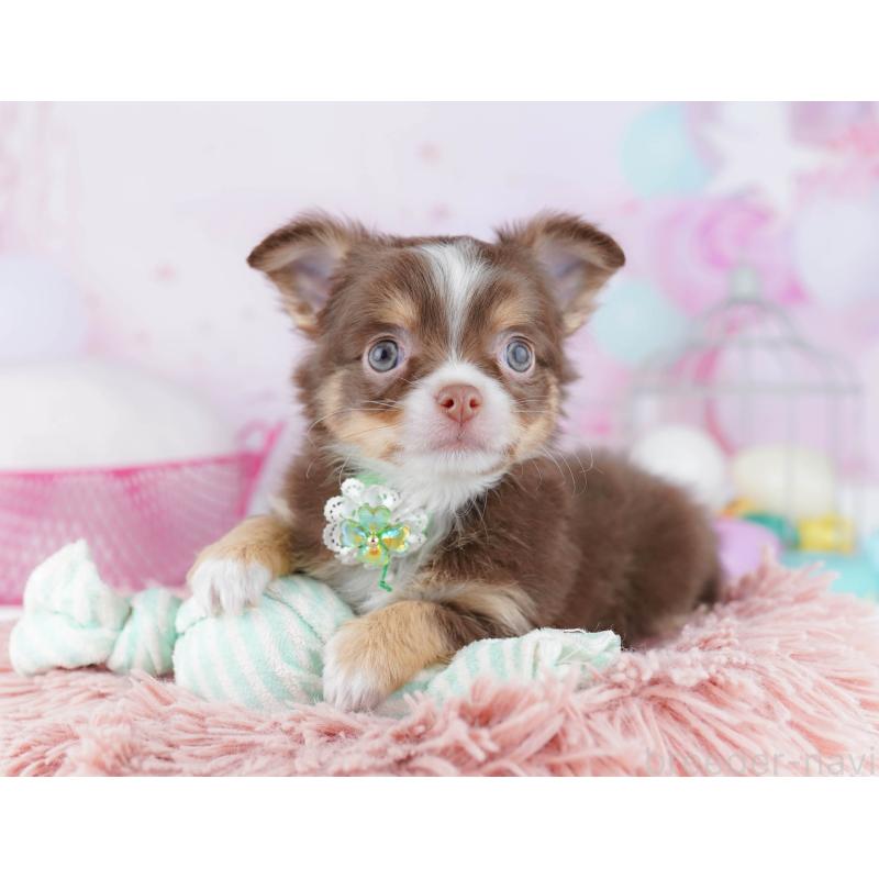 販売中の千葉県のチワワ(ロングコート)-446986の3枚目