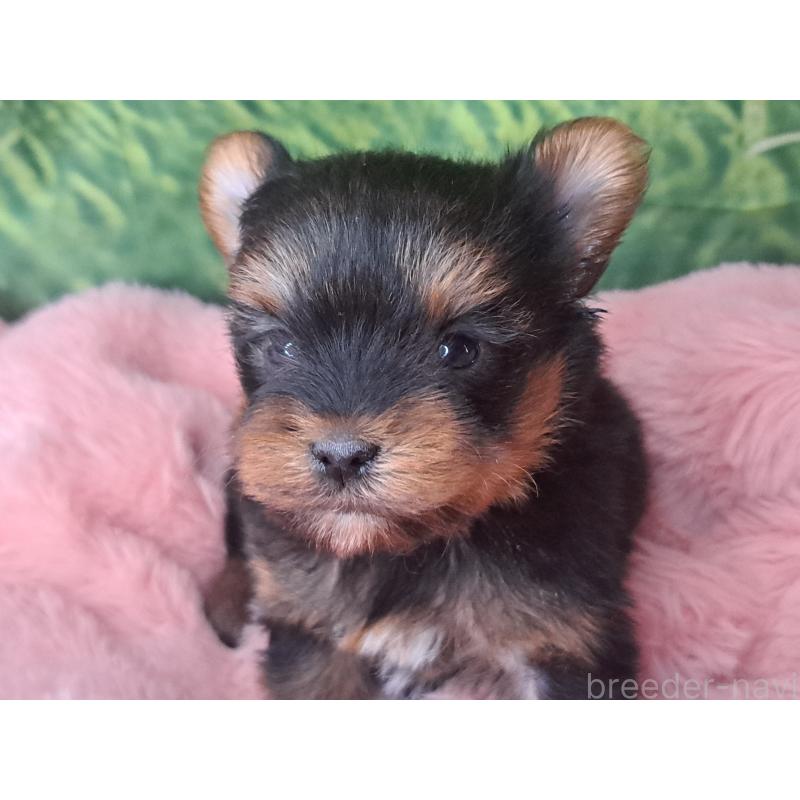 商談中の愛知県のヨークシャーテリア-443110