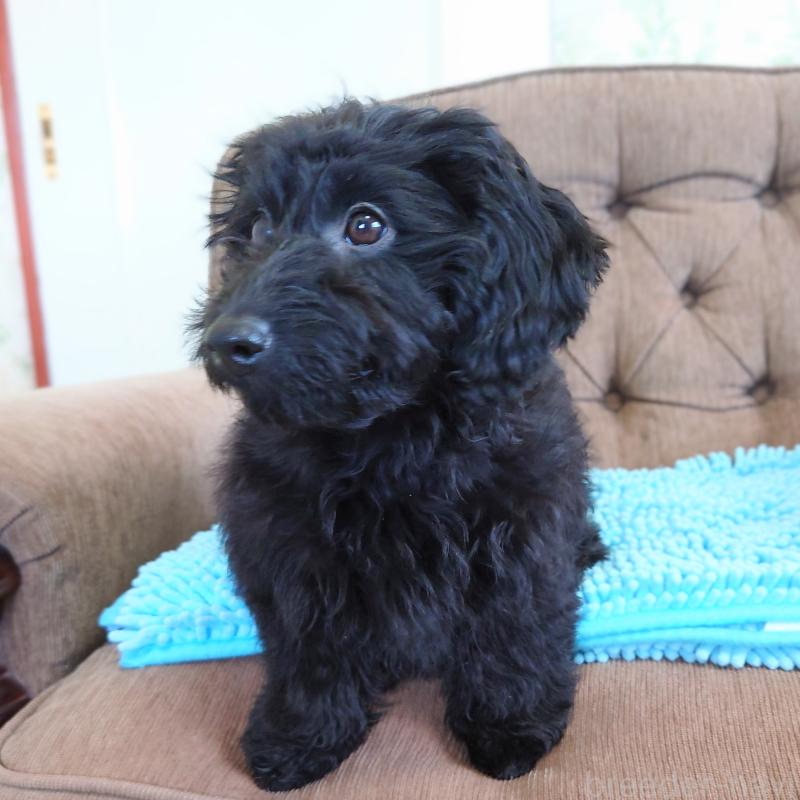 商談中の埼玉県のダップー:ミニチュアダックスフンド×トイプードル-429289