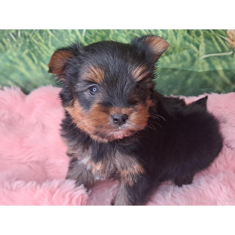 販売中の愛知県のヨークシャーテリア-443111