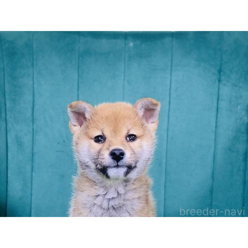 販売中の茨城県の豆柴-446914の3枚目