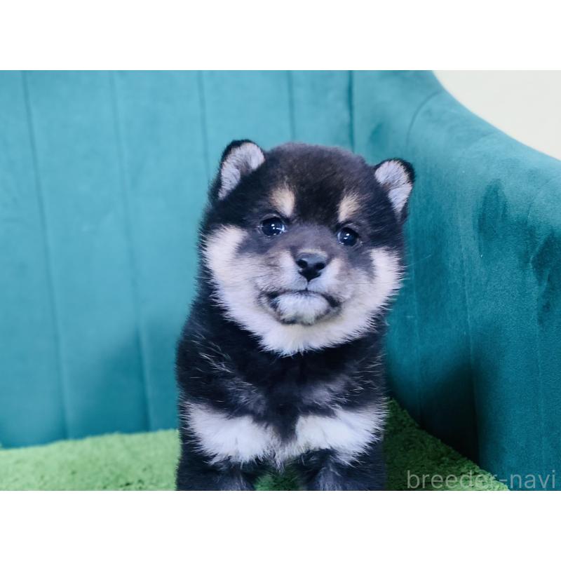 販売中の茨城県の豆柴-446915の3枚目