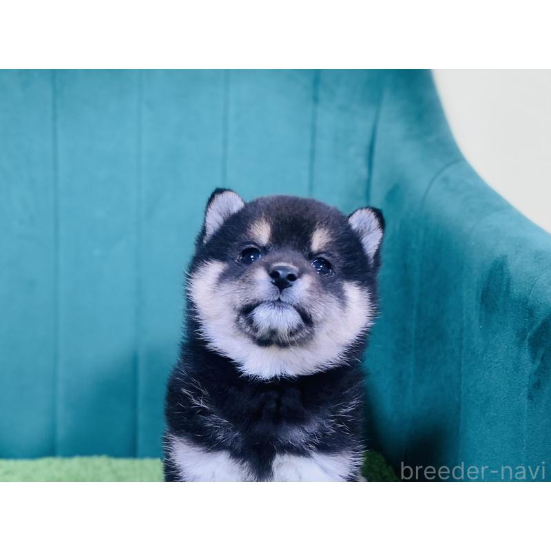 販売中の茨城県の豆柴-446915の2枚目