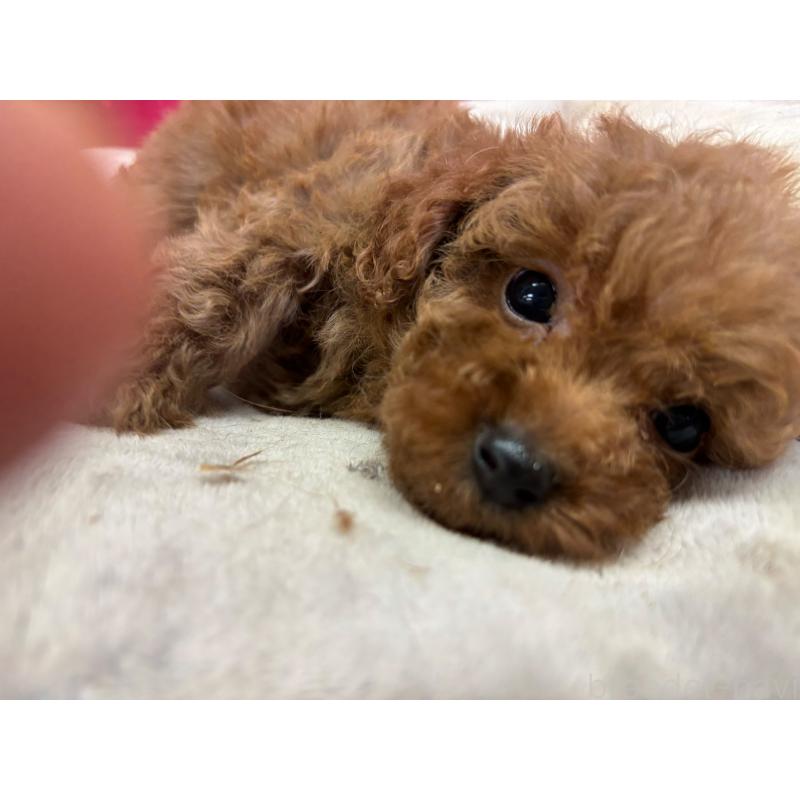 販売中の愛知県のタイニープードル-446916