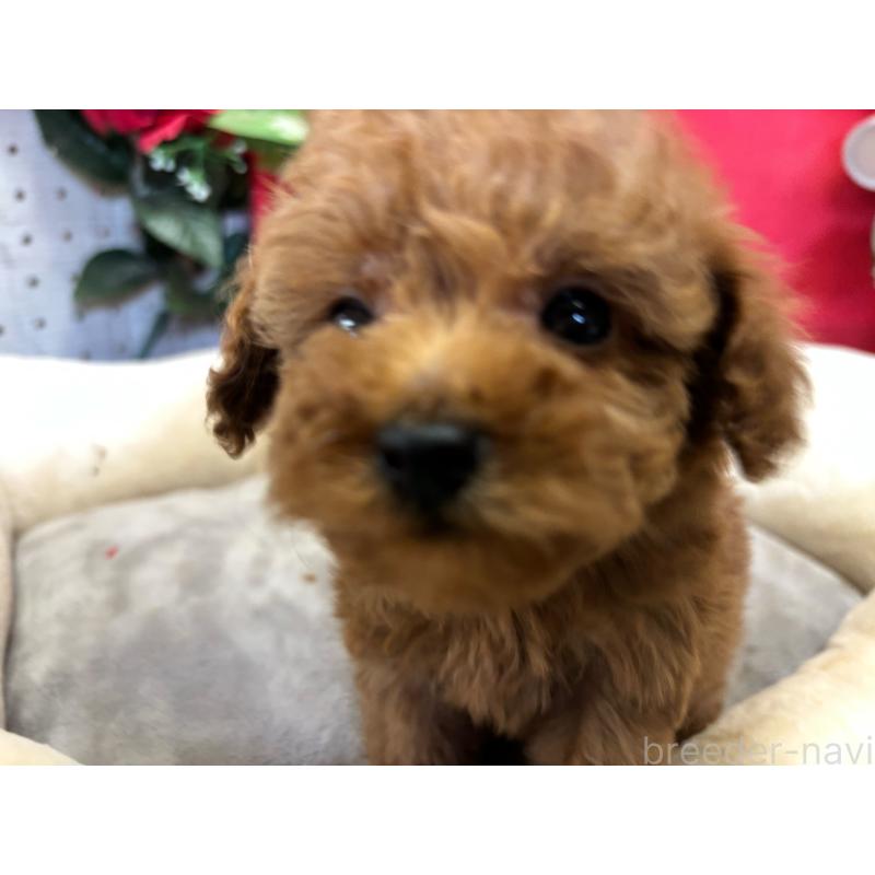 販売中の愛知県のタイニープードル-446918