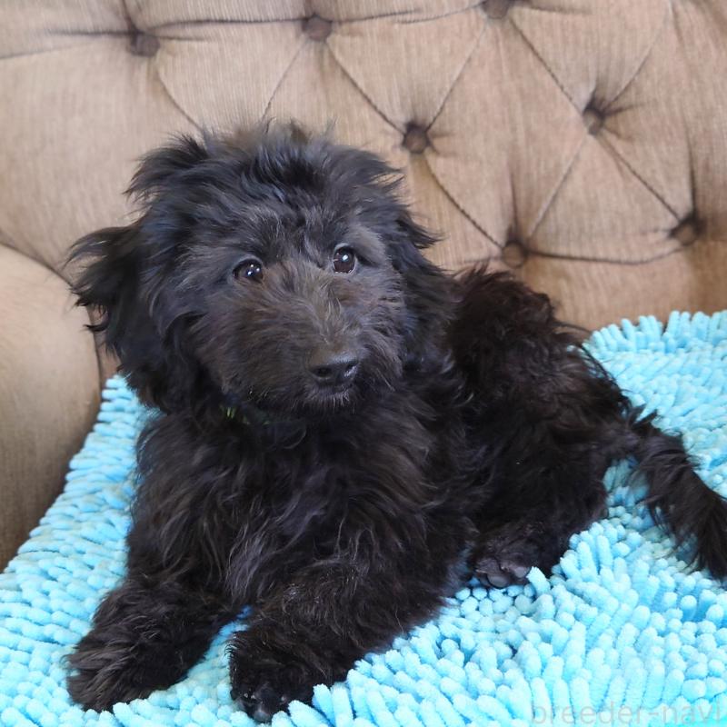 成約済の埼玉県のダップー:ミニチュアダックスフンド×トイプードル-429286の2枚目