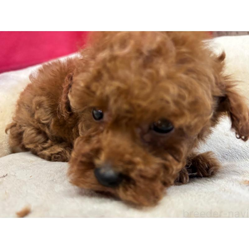 販売中の愛知県のタイニープードル-446919