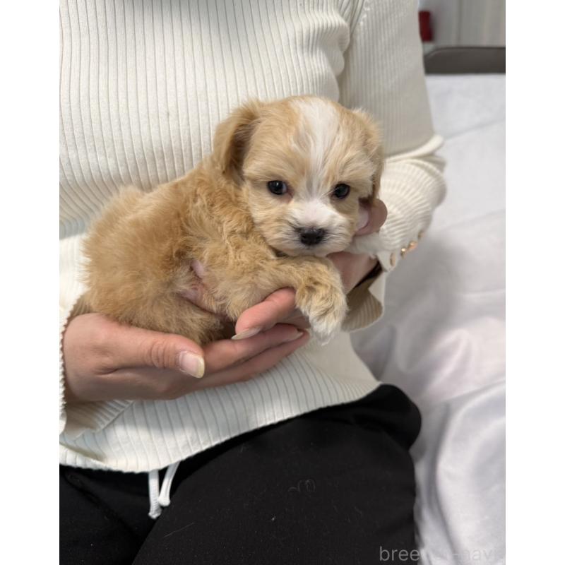 販売中の岡山県のマルプー:マルチーズ×トイプードル-446920の6枚目