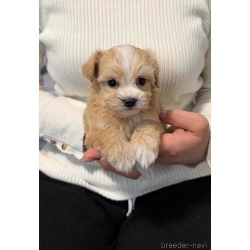 販売中の岡山県のマルプー:マルチーズ×トイプードル-446920の5枚目