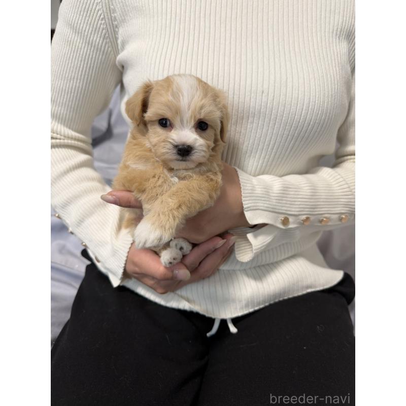 販売中の岡山県のマルプー:マルチーズ×トイプードル-446920の4枚目