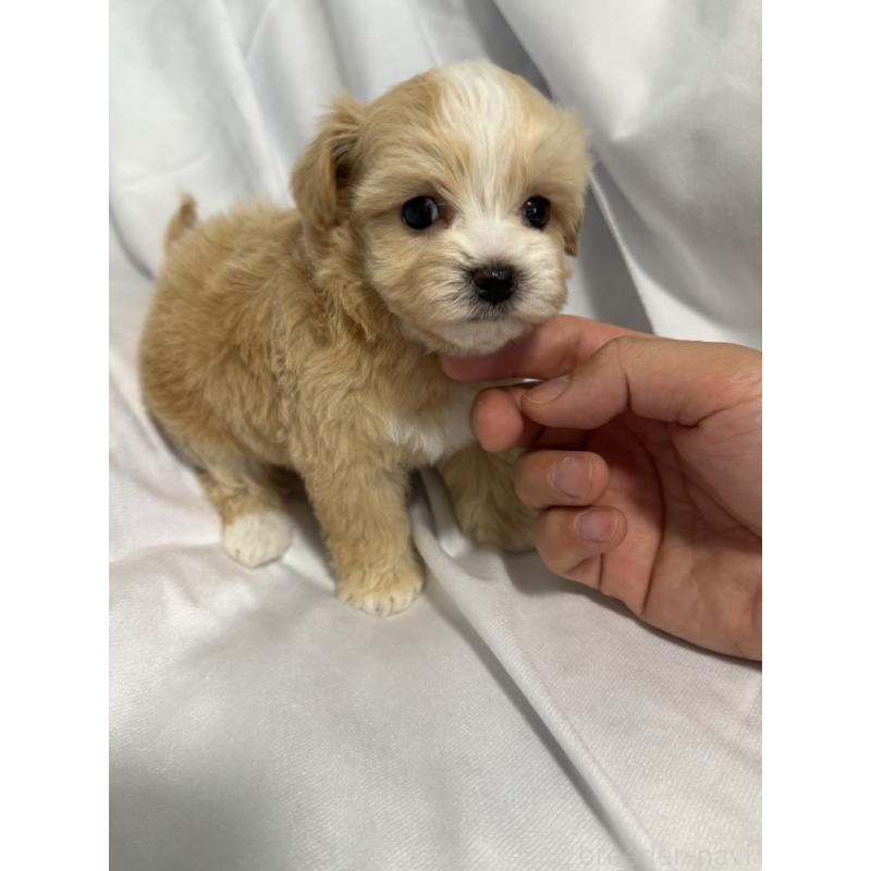 販売中の岡山県のマルプー:マルチーズ×トイプードル-446920の2枚目