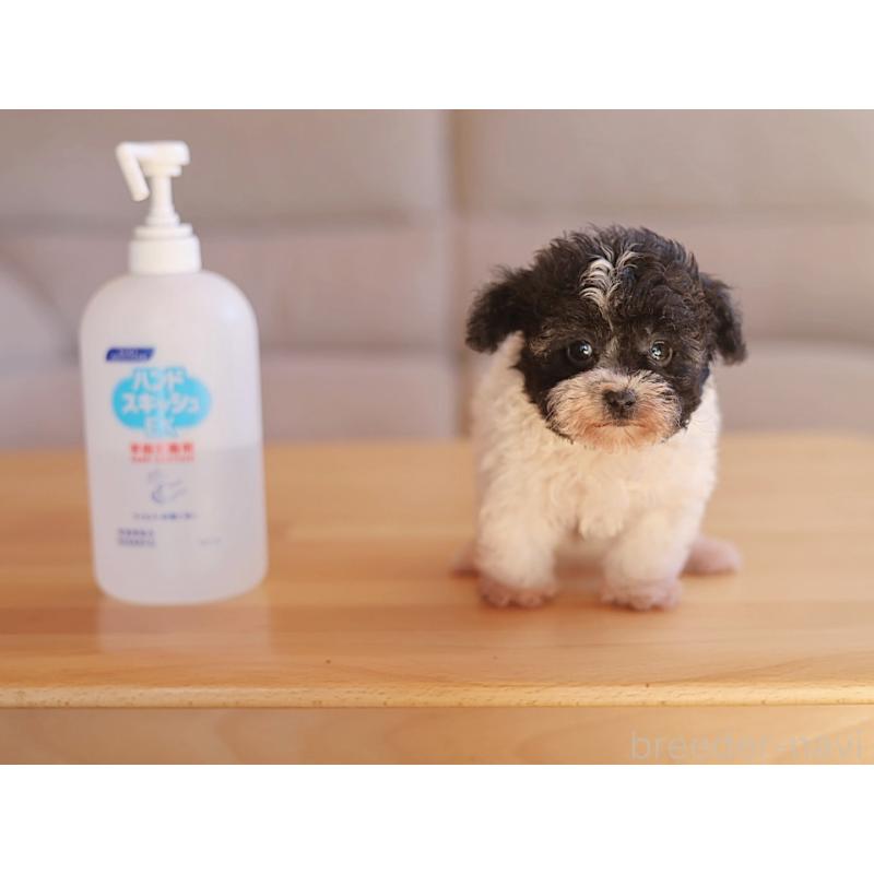 販売中の千葉県のティーカッププードル-446922の8枚目