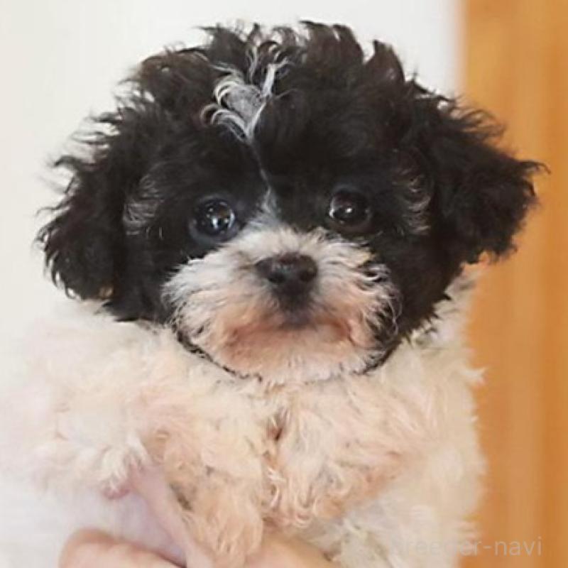 販売中の千葉県のティーカッププードル-446922の7枚目