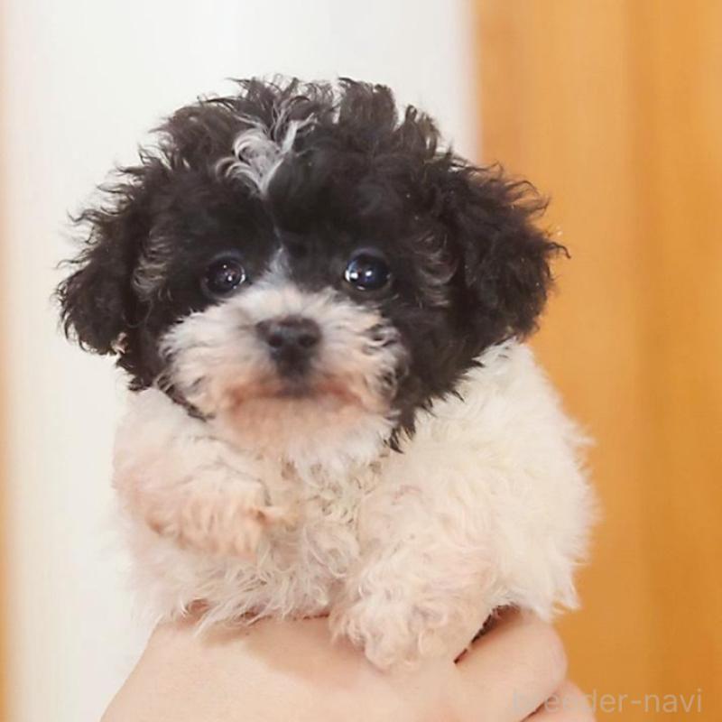 販売中の千葉県のティーカッププードル-446922の6枚目