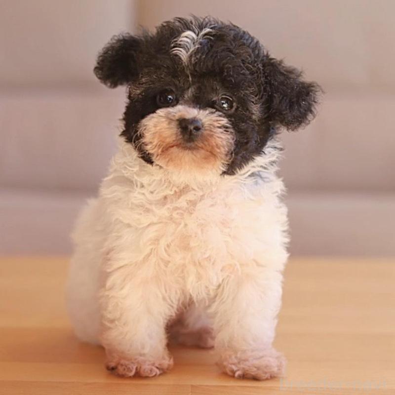 販売中の千葉県のティーカッププードル-446922の4枚目