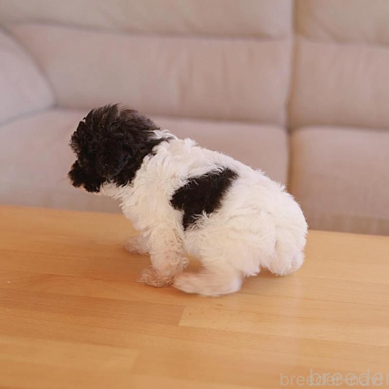 販売中の千葉県のティーカッププードル-446922の2枚目