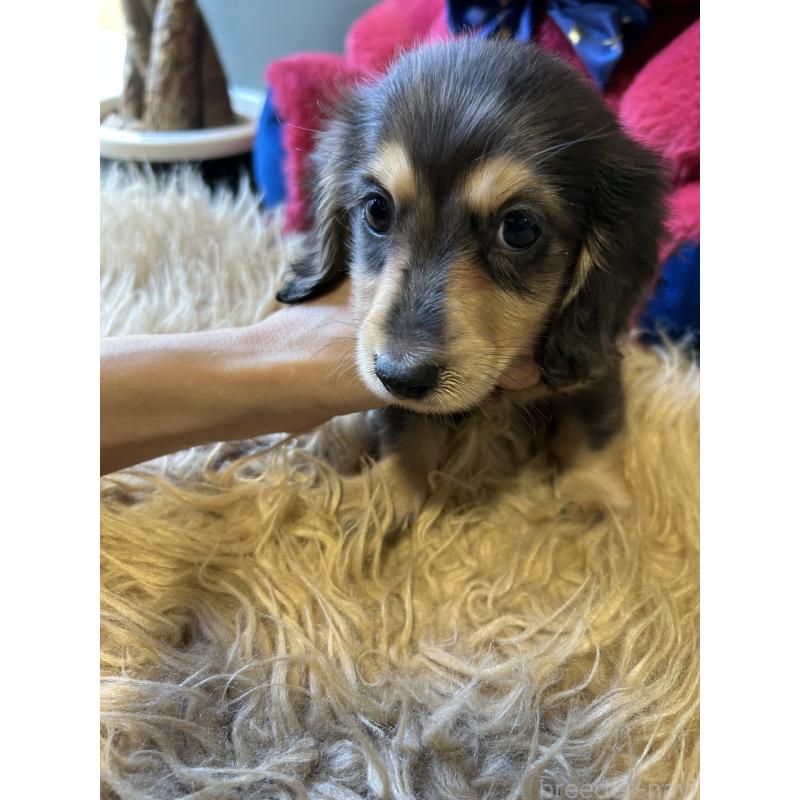 販売中の鹿児島県のミニチュアダックスフンド(ロングヘアード)-444847の4枚目