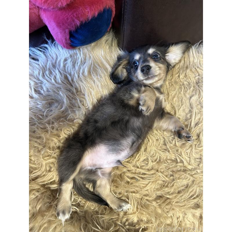 販売中の鹿児島県のミニチュアダックスフンド(ロングヘアード)-444847の3枚目