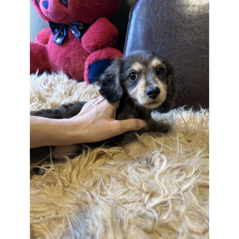 販売中の鹿児島県のミニチュアダックスフンド(ロングヘアード)-444847の2枚目