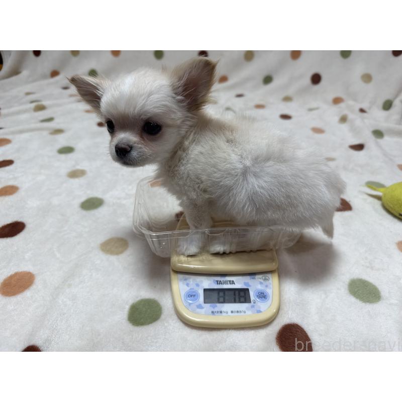 商談中の岐阜県のチワワ(ロングコート)-441196の6枚目