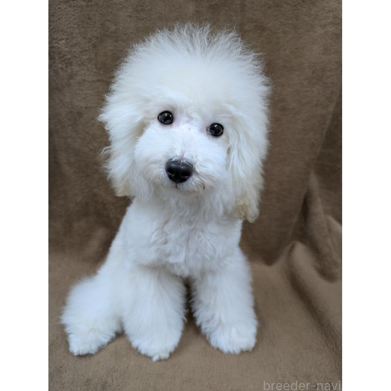 販売中の滋賀県のトイプードル-446923の9枚目