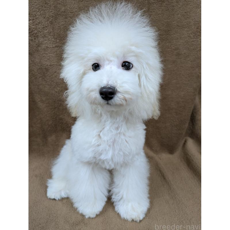 販売中の滋賀県のトイプードル-446923の8枚目