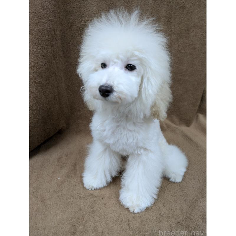 販売中の滋賀県のトイプードル-446923の7枚目