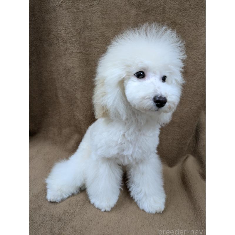 販売中の滋賀県のトイプードル-446923の6枚目