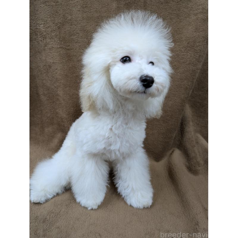 販売中の滋賀県のトイプードル-446923の4枚目