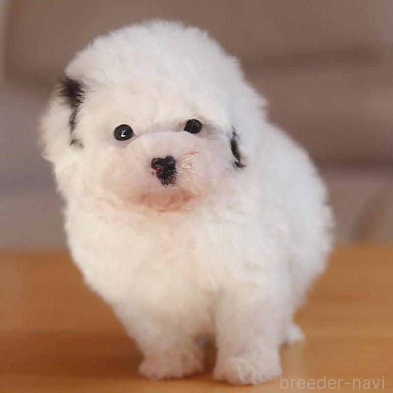 販売中の千葉県のティーカッププードル-446924の7枚目