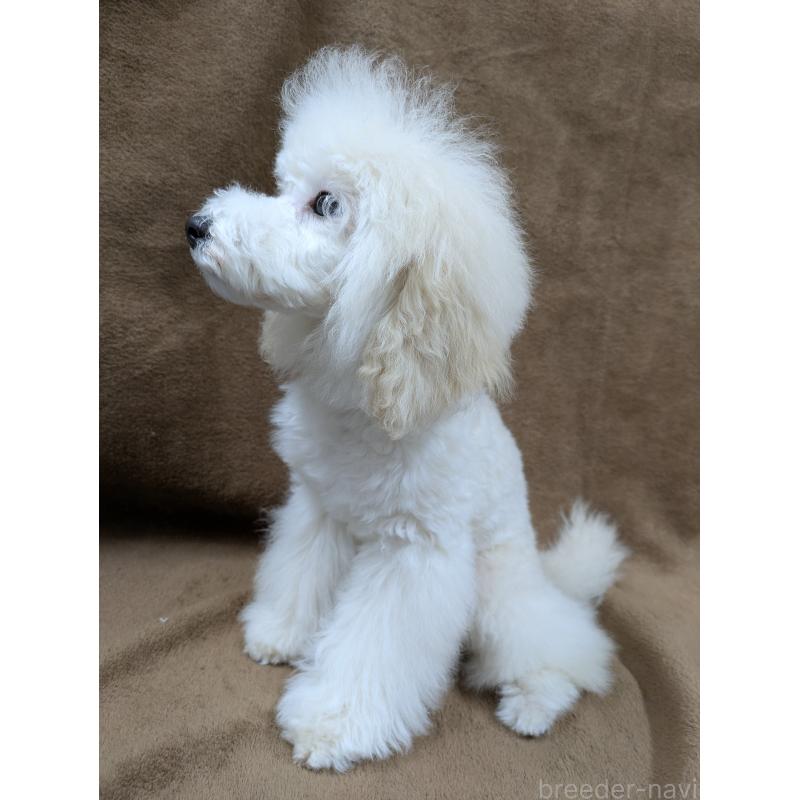 販売中の滋賀県のトイプードル-446923の3枚目