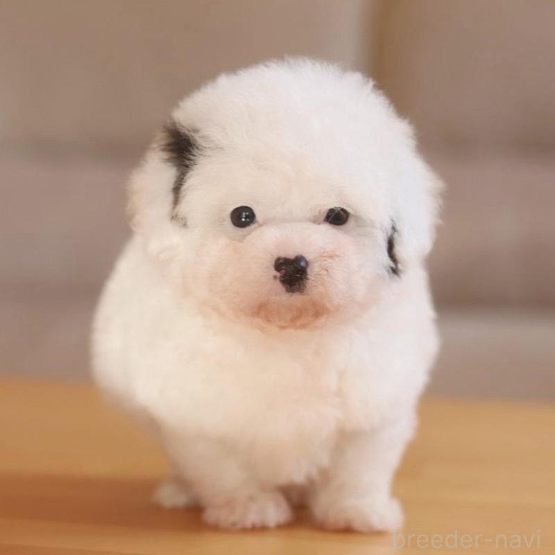 販売中の千葉県のティーカッププードル-446924の1枚目