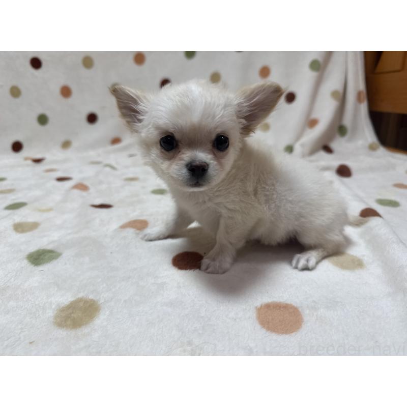 商談中の岐阜県のチワワ(ロングコート)-441196の5枚目