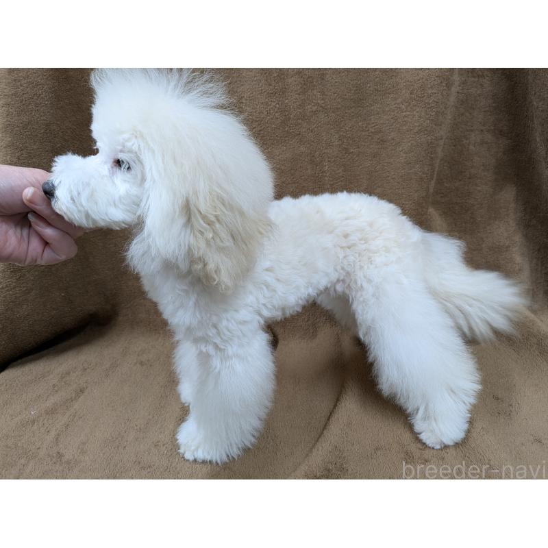 販売中の滋賀県のトイプードル-446923の2枚目