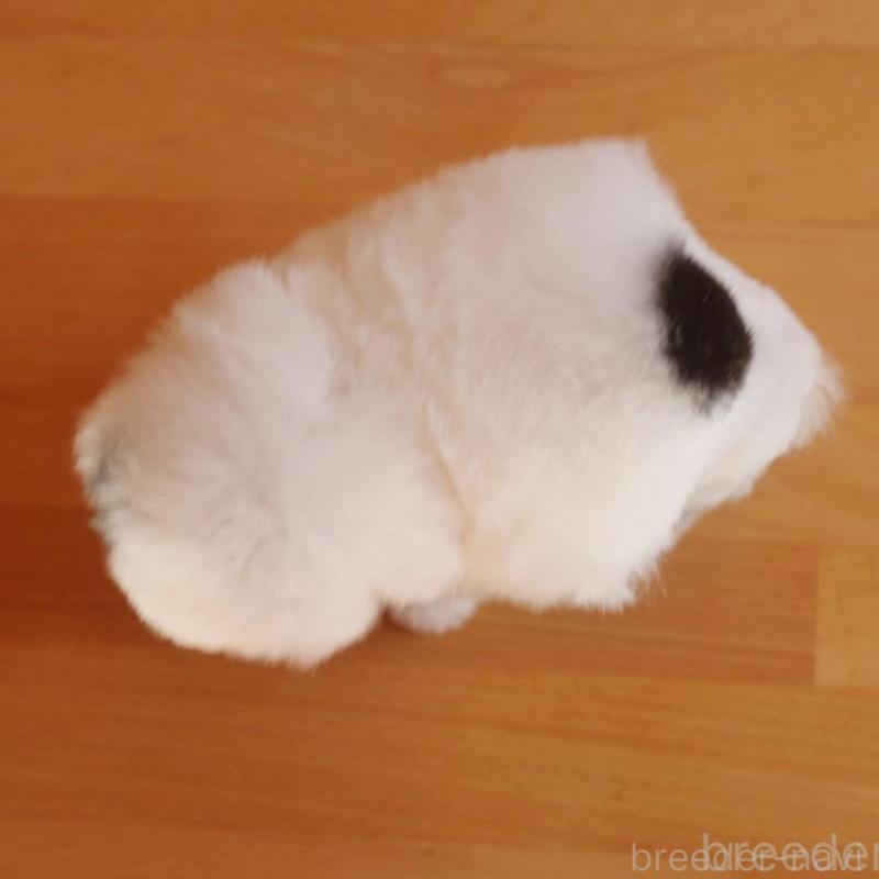 販売中の千葉県のティーカッププードル-446924の6枚目