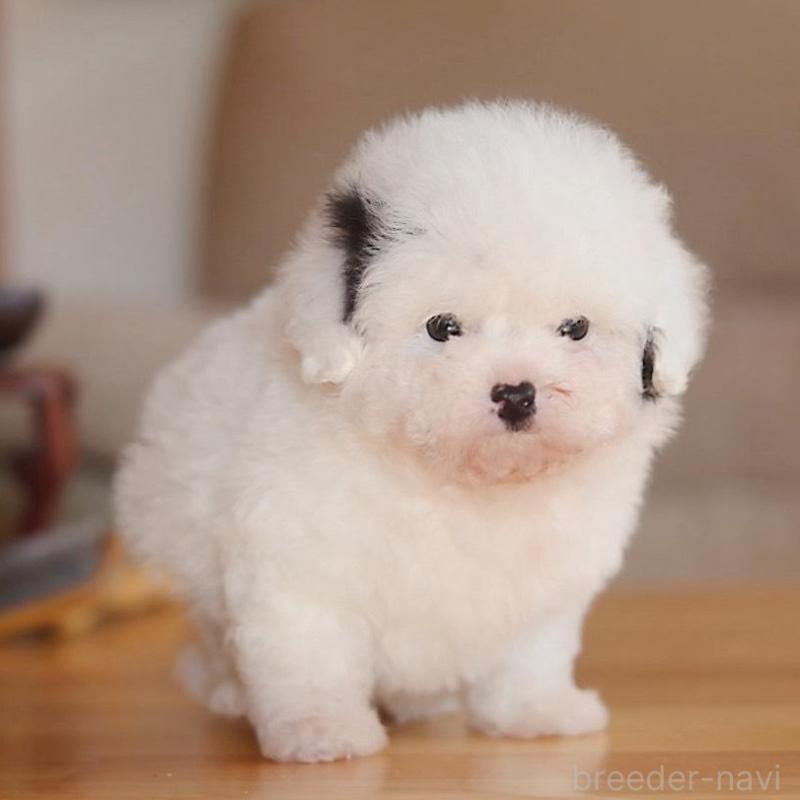 販売中の千葉県のティーカッププードル-446924の5枚目