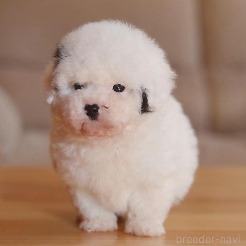 販売中の千葉県のティーカッププードル-446924の4枚目