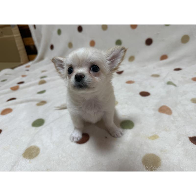 商談中の岐阜県のチワワ(ロングコート)-441196の4枚目