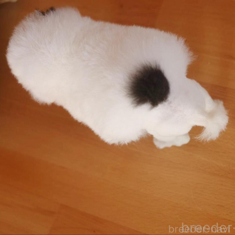 販売中の千葉県のティーカッププードル-446924の3枚目